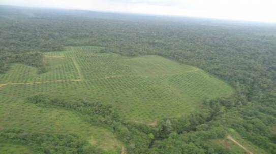 COMMUNITIES ENCIRCLED BY OIL PALM CULTIVATION