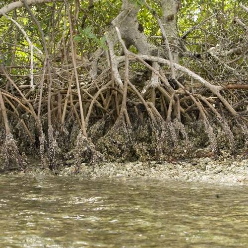 INTERNATIONAL DAY FOR THE CONSERVATION OF MANGROVES