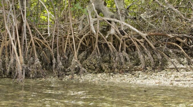 INTERNATIONAL DAY FOR THE CONSERVATION OF MANGROVES