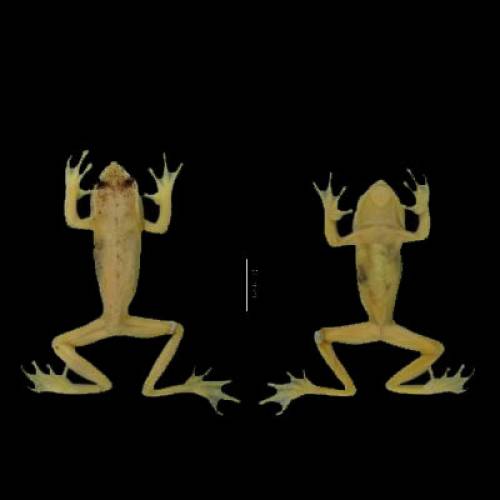 ARTICLE: A new Andean treefrog (Amphibia: Hyloscirtus bogotensis group) from Ecuador: an example of community involvement for conservation