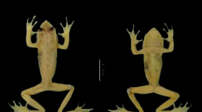 ARTICLE: A new Andean treefrog (Amphibia: Hyloscirtus bogotensis group) from Ecuador: an example of community involvement for conservation