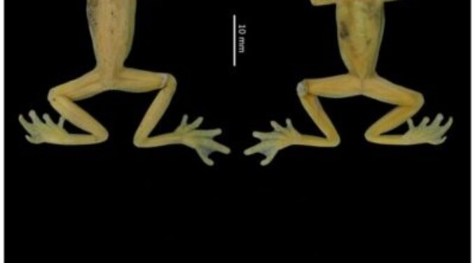 ARTICLE: A new Andean treefrog (Amphibia: Hyloscirtus bogotensis group) from Ecuador: an example of community involvement for conservation